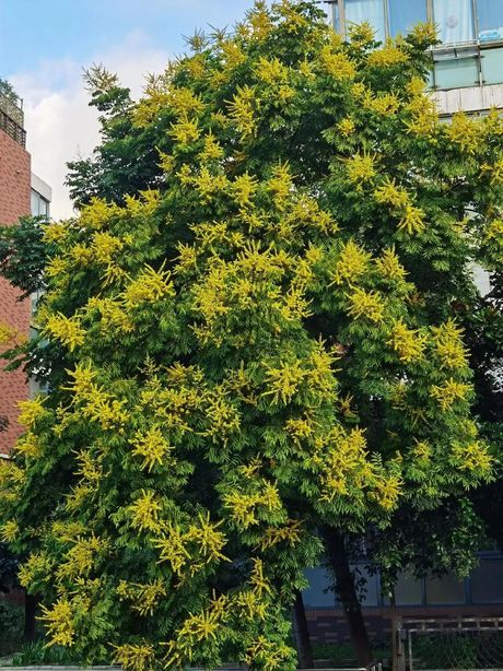 奇数羽状复叶，了解奇数羽状复叶的植物