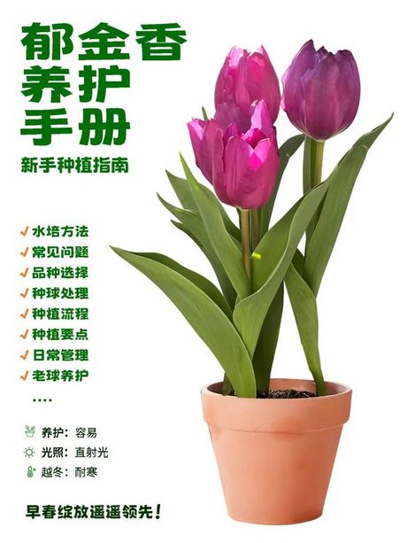 郁金香开花时间，郁金香开花时间及花卉养护技巧